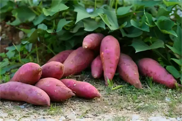 How Purple Sweet Potato Extract Supports Metabolic Balance？